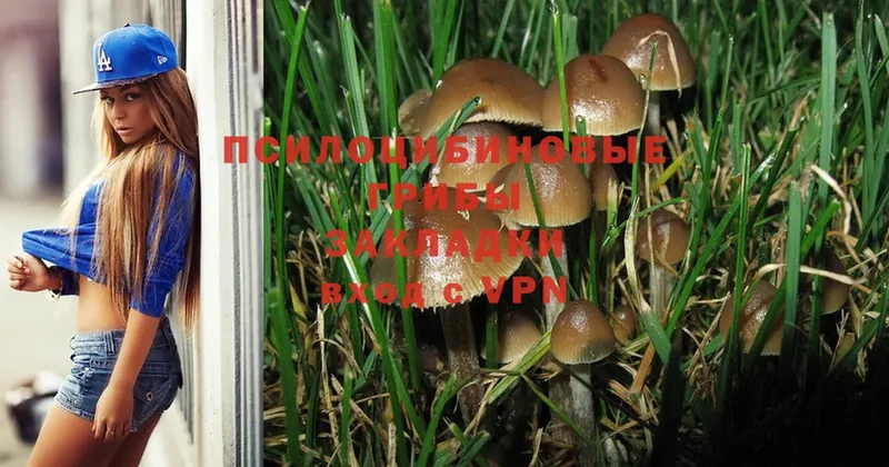 Галлюциногенные грибы Psilocybe  закладка  ОМГ ОМГ ссылка  Северская 